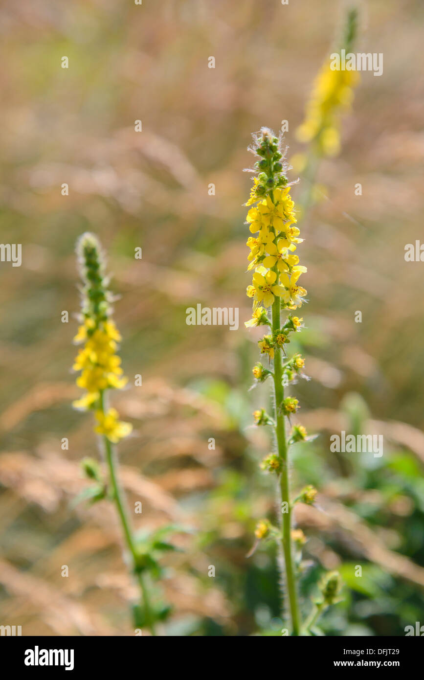 Agrimony,Agrimonia eupatoria, fiori selvatici, Dorset, Inghilterra Foto Stock