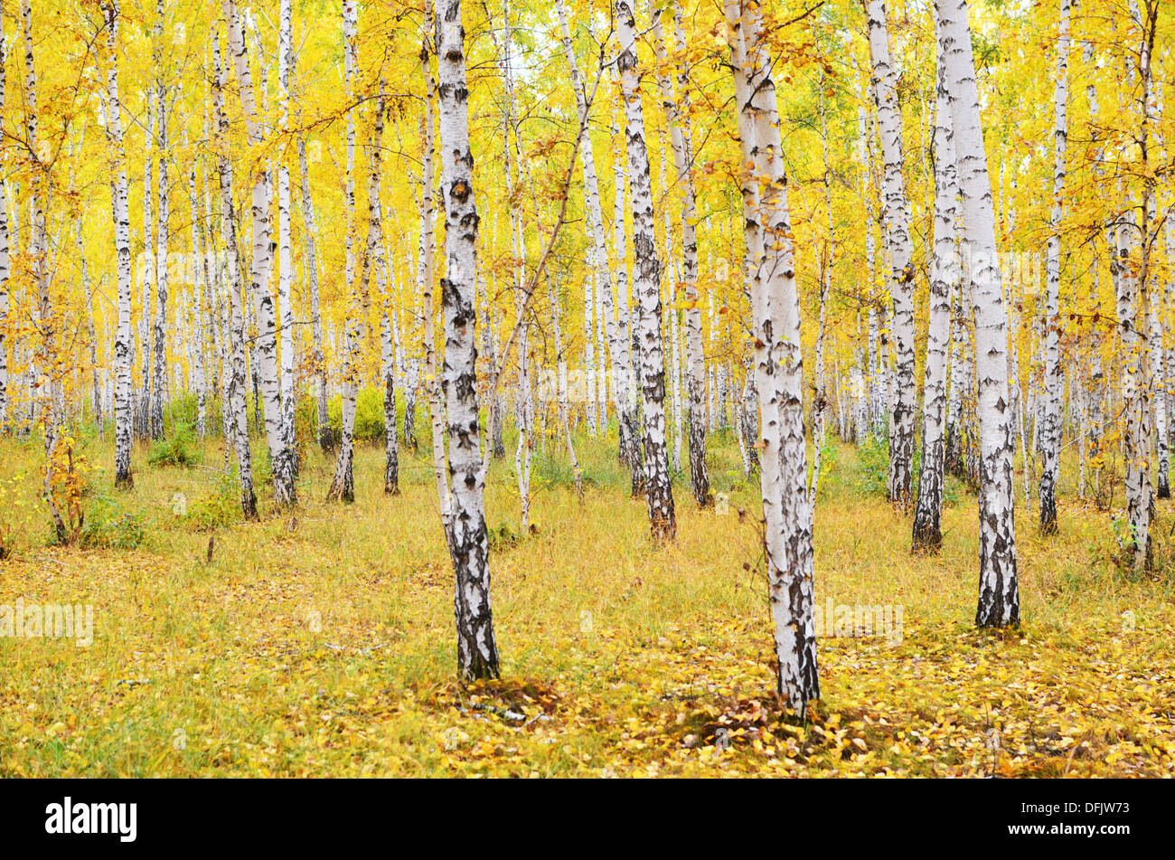 In autunno la foresta di betulla Foto Stock
