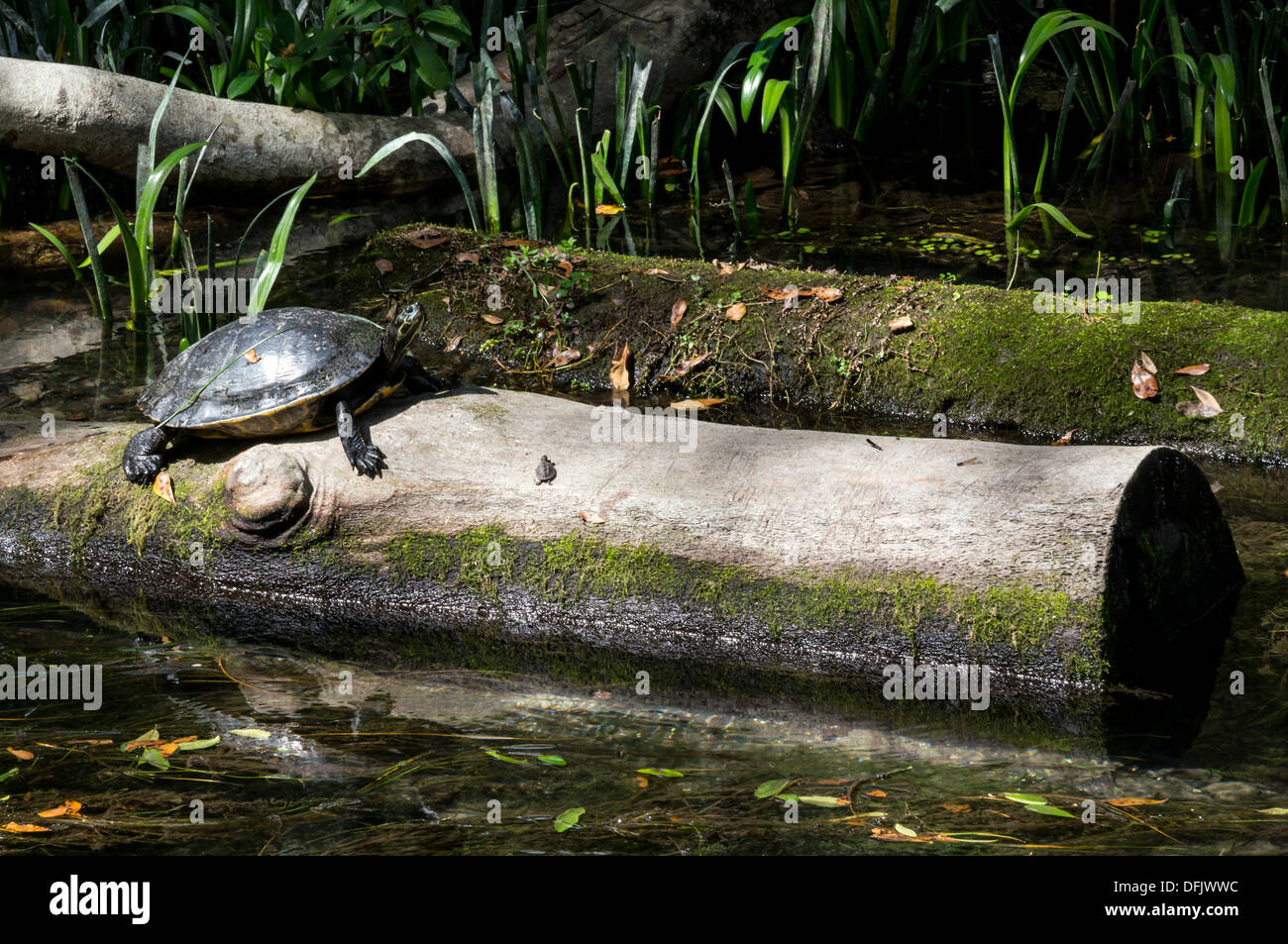 Florida Cooter [Pseudemys concinna floridana] turtle sunning su un log in acqua. Foto Stock