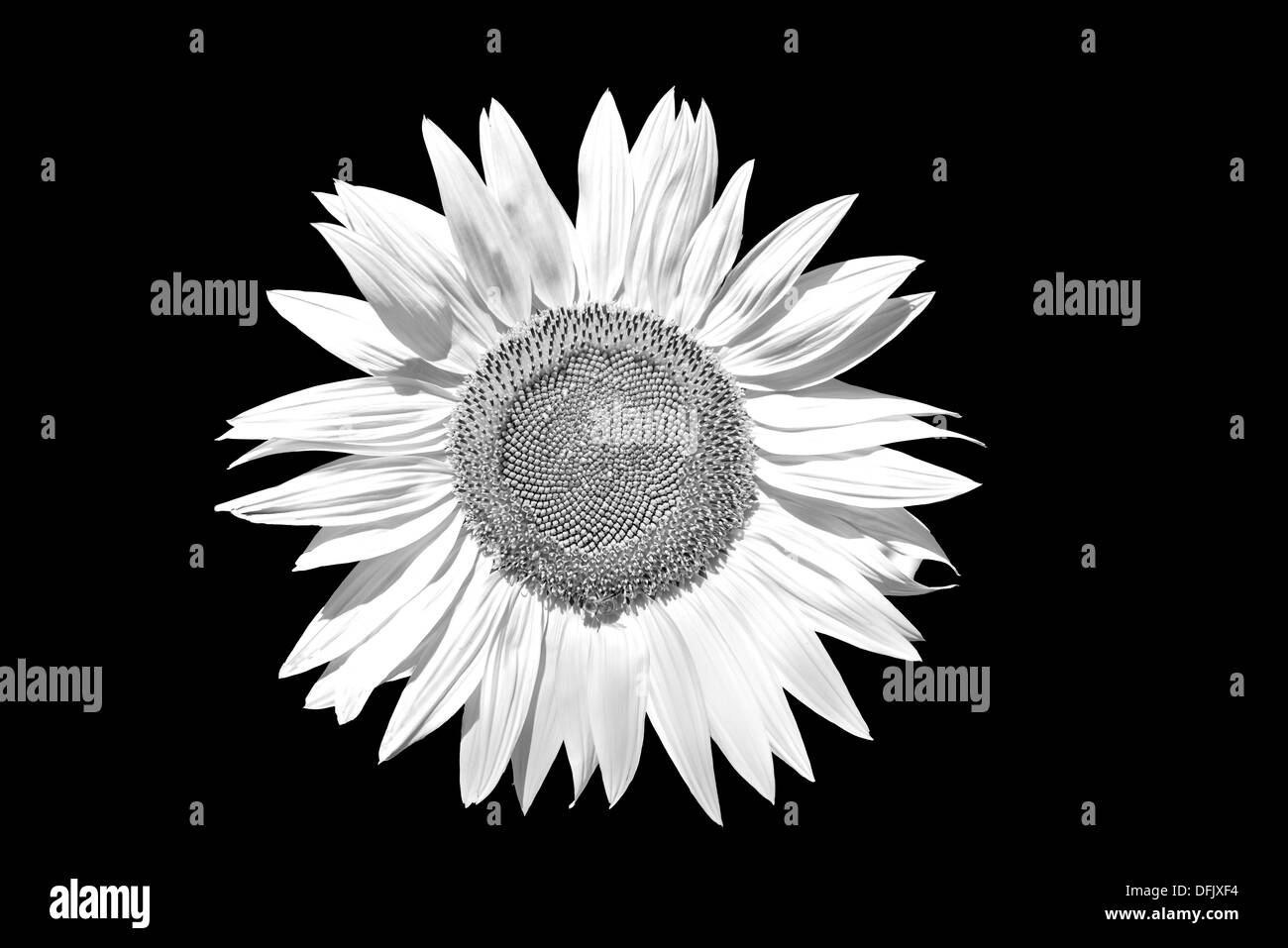 Primo piano di un girasole a infrarossi Foto Stock