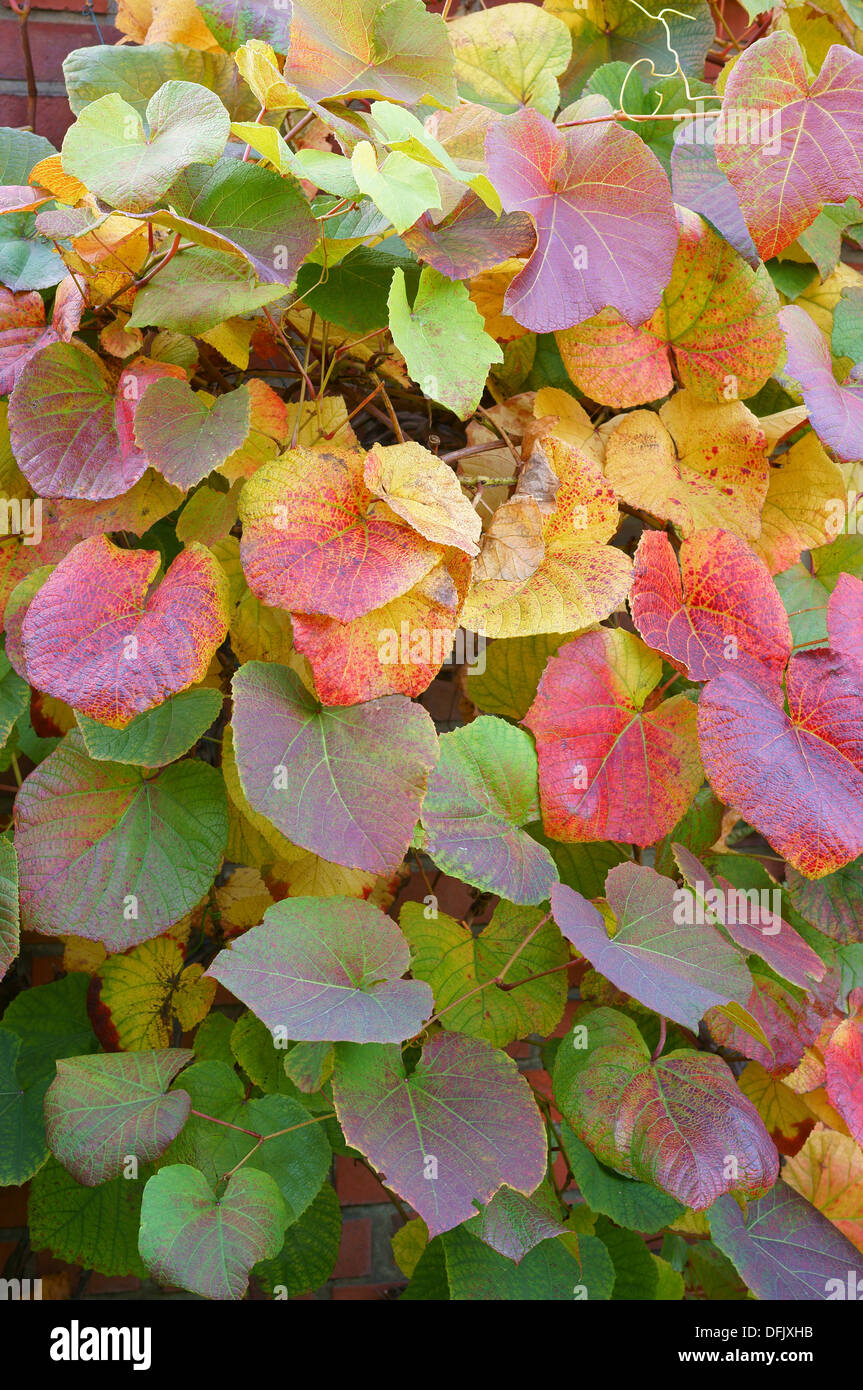 Crimson vite gloria Gloryvine multicolor le foglie in autunno Vitis coignetiae Foto Stock