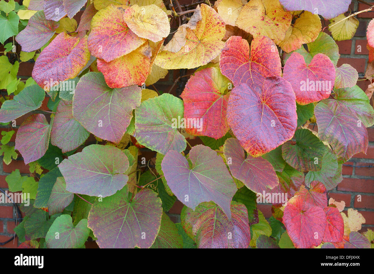 Crimson vite gloria Gloryvine multicolor le foglie in autunno Vitis coignetiae Foto Stock