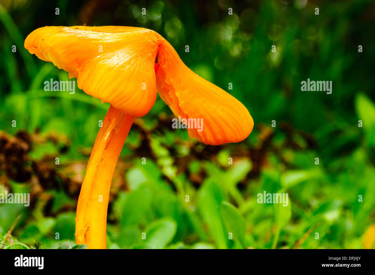 Hygrocybe flavescens Waxcaps nella nuova foresta sono stati a lungo considerati saprobic Foto Stock