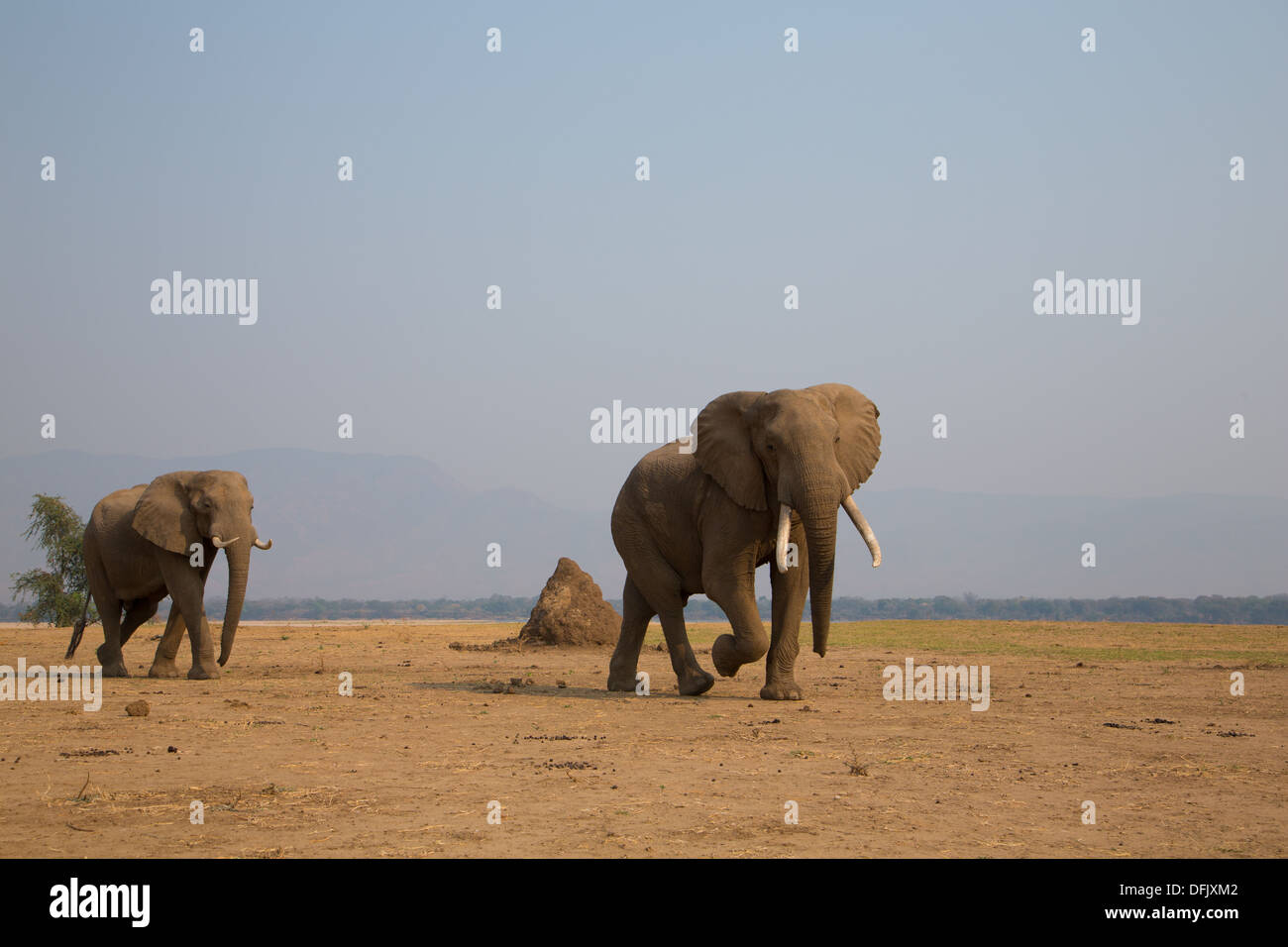 Due elefanti africani attraversando a piedi asciutti dalla pianura del fiume Zambesi Foto Stock