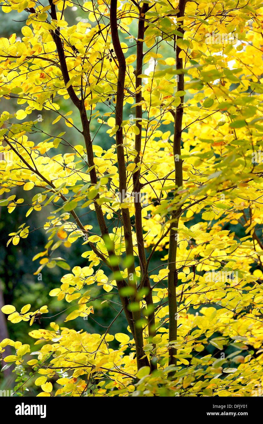 Giallo luminoso nel sole caldo di fogliame di autunno Foto Stock