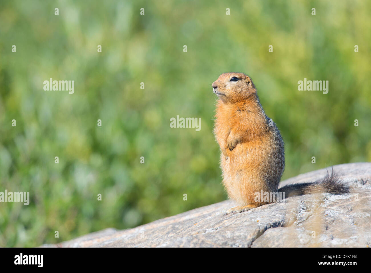 Terra artica scoiattolo (Urocitellus parryii) - area di Churchill, Canada. Foto Stock