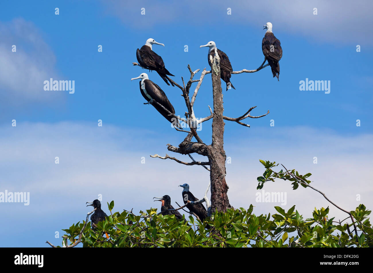 Magnifica Frigatebirds su albero, Caraibi, Bocas del Toro, Panama Foto Stock