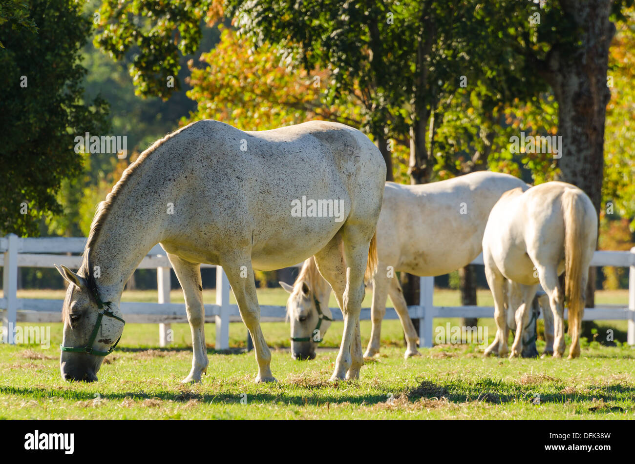 Lipizzani Foto Stock