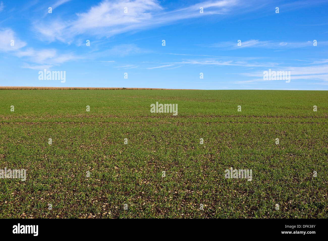 Un giovane il raccolto di grano in terreni agricoli sotto un cielo blu in autunno Foto Stock