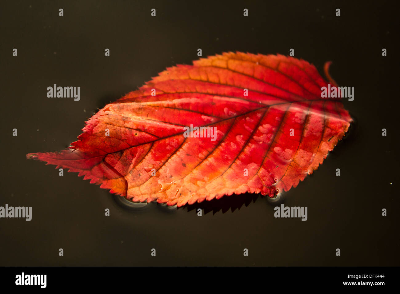 foglio di autunno Foto Stock