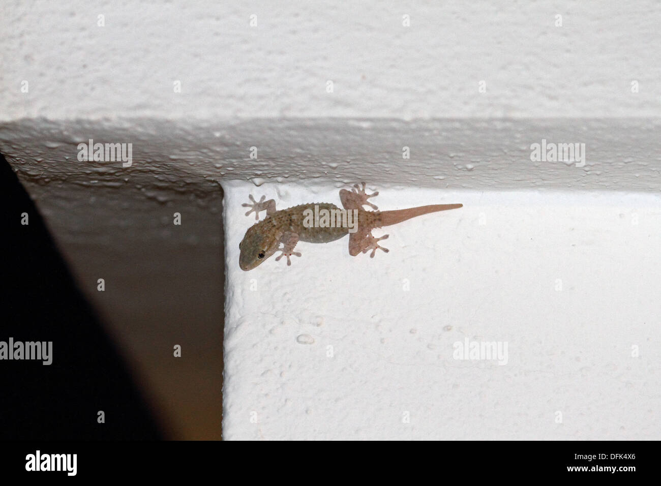 Mediterranean House Gecko, nome scientifico Hemidactylus turcicus Foto Stock