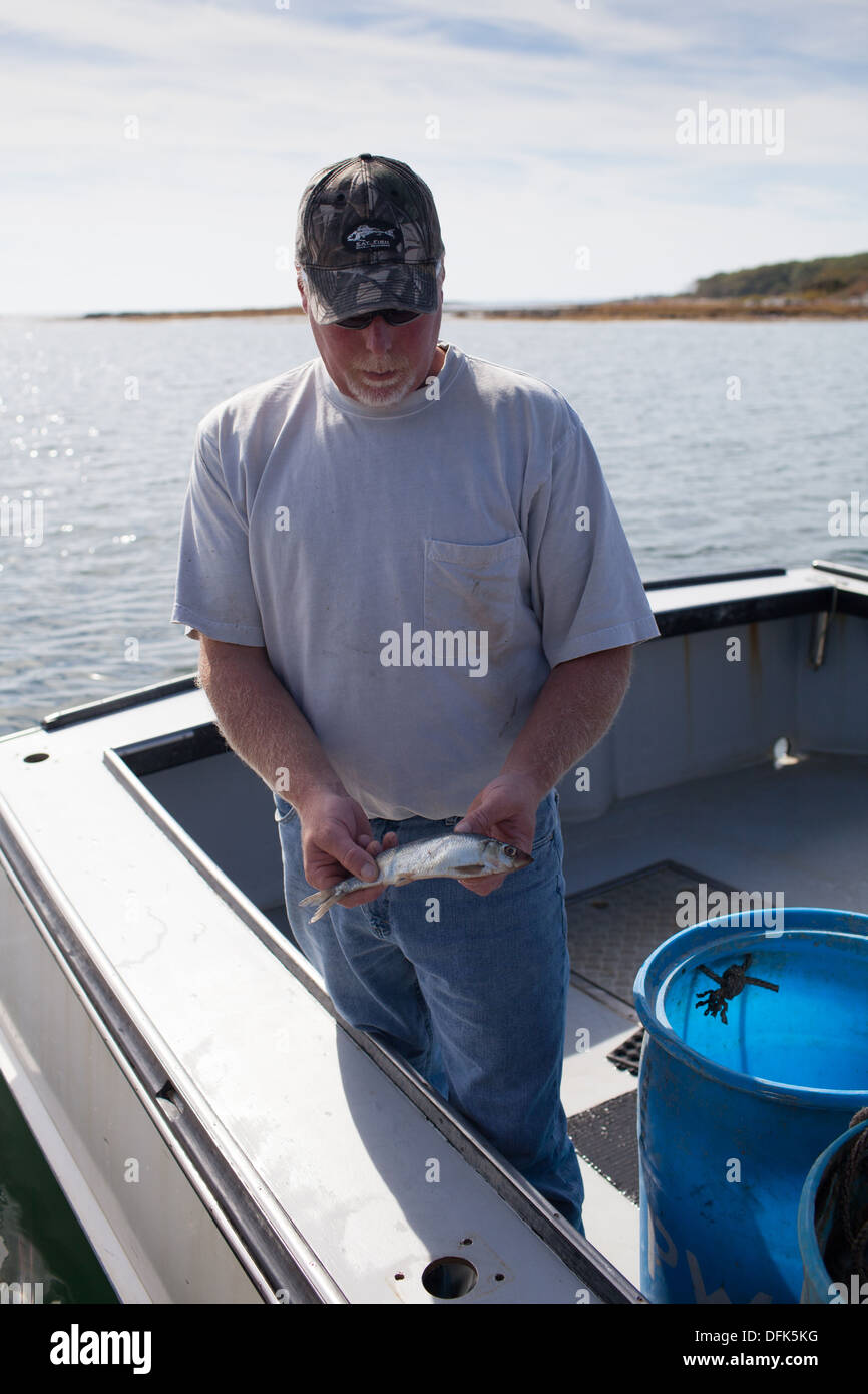 Peter Wildes ci mostra di pesci da esca per trappole di aragosta. Foto Stock