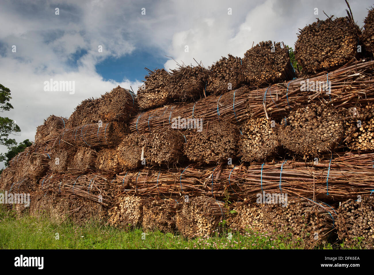 Pila di Willow balle dopo essere raccolto per Bio-carburante. Cumbria, Regno Unito Foto Stock