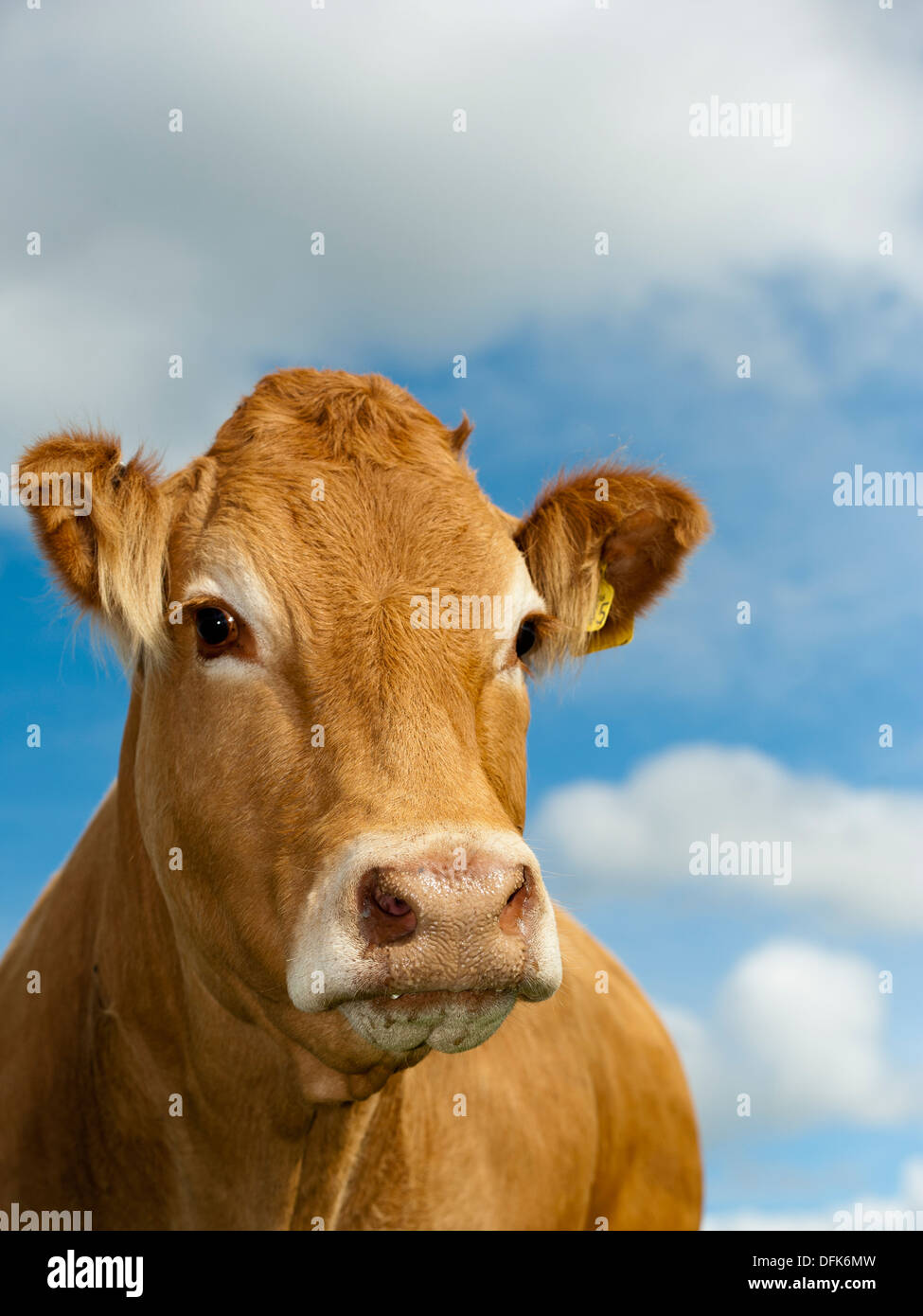 Testa di una mucca Limousin contro un cielo blu. Foto Stock