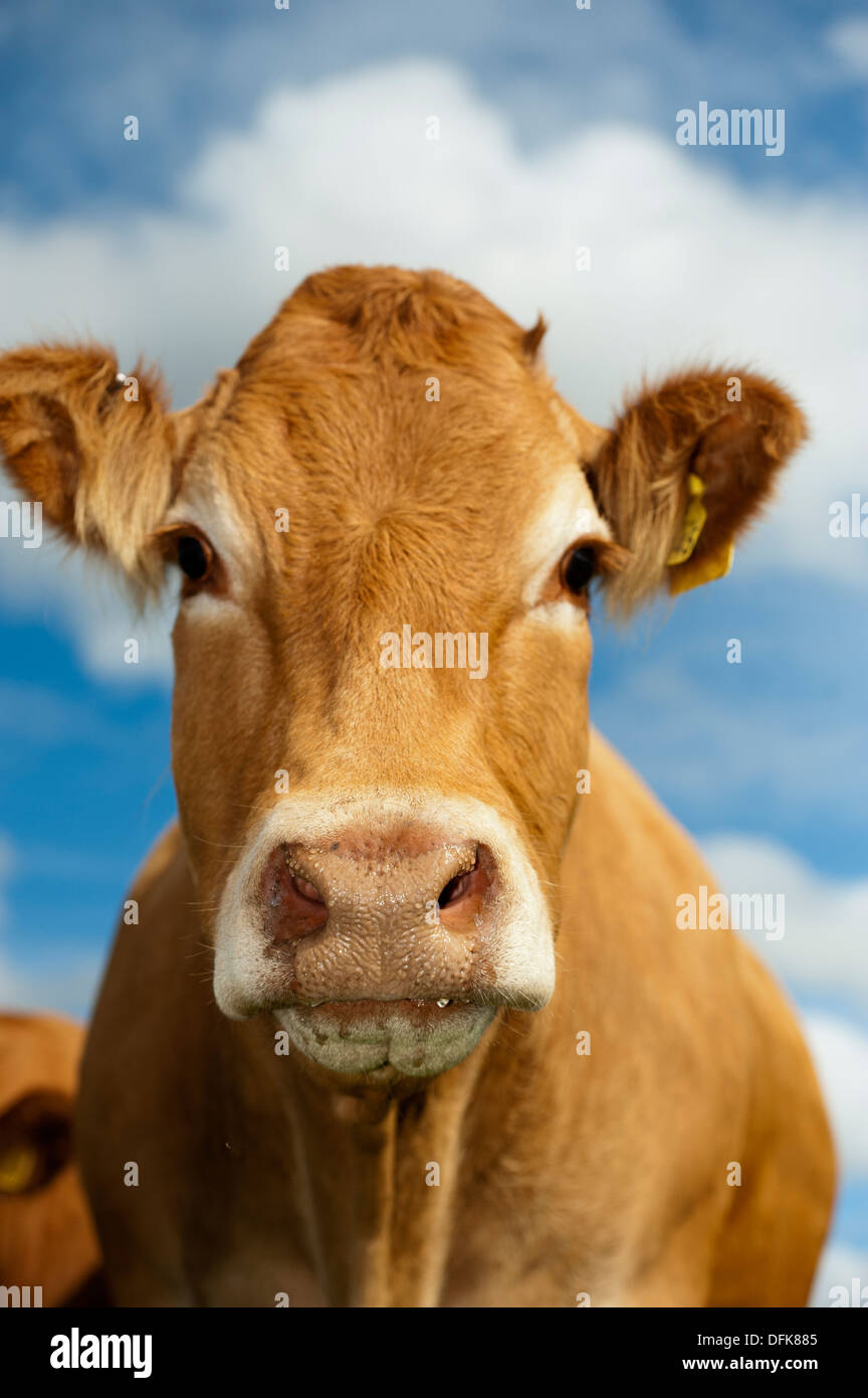 Testa di una mucca Limousin contro un cielo blu. Foto Stock