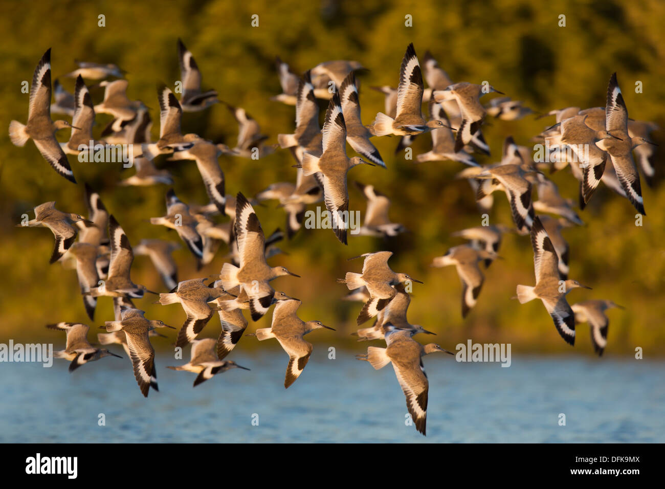 Gregge di Willets (Catoptrophorus semipalmatus) in volo - Fort Desoto, Florida. Foto Stock