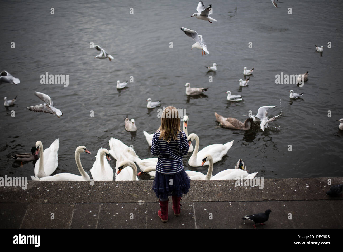 Amburgo, Germania. 06 ott 2013. Una ragazza alimenta i gabbiani e cigni sulle rive del fiume Alster ad Amburgo, Germania, 06 ottobre 2013. Foto: MARIA HITIJ/dpa/Alamy Live News Foto Stock