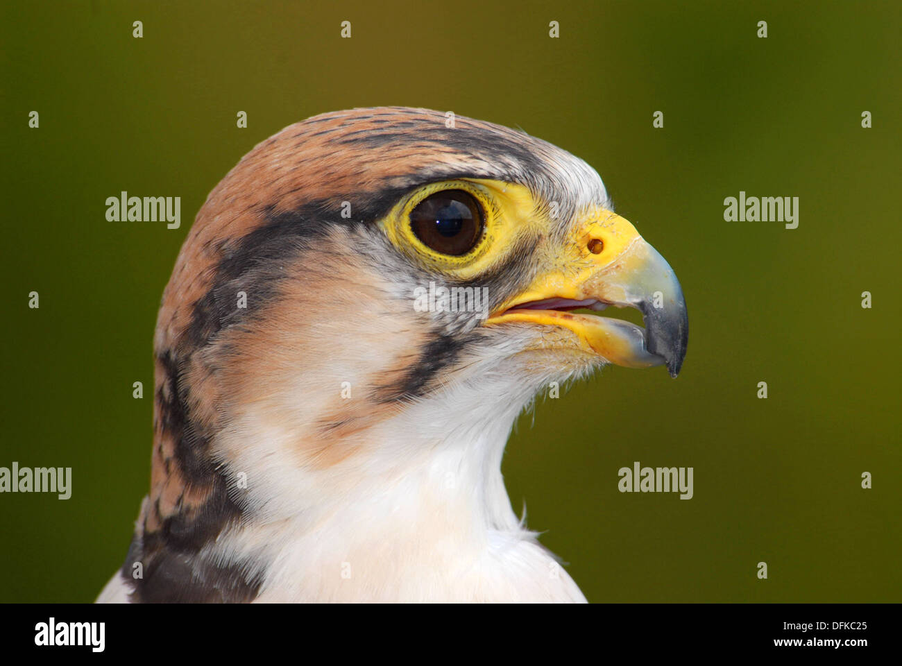 Lanner Falcon,Falco biarmicus, Close-up Foto Stock