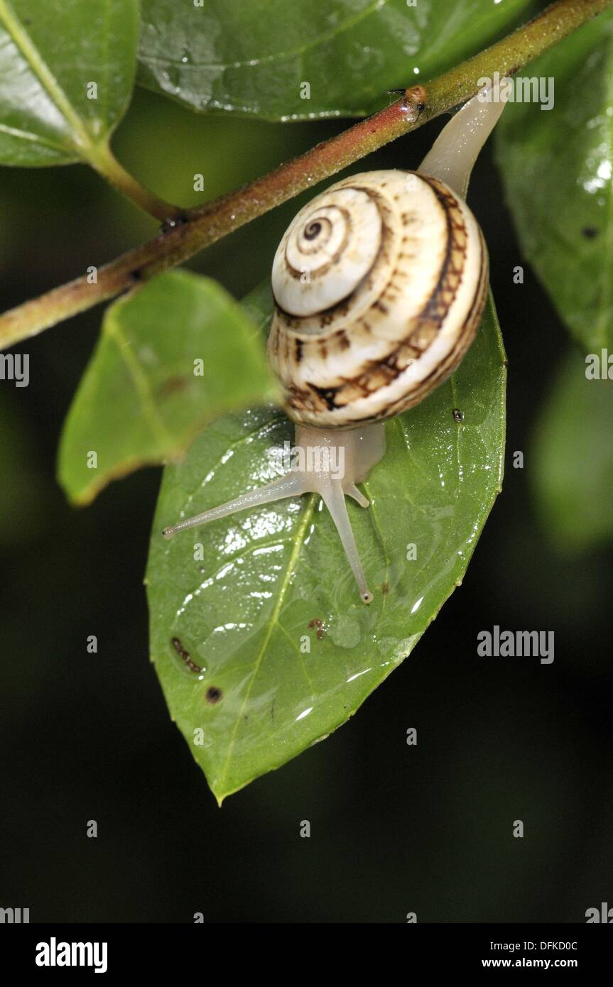 Lumaca nome comune che viene applicata alla maggior parte dei membri della classe di molluschi Gastropoda che hanno gusci a spirale nel Foto Stock