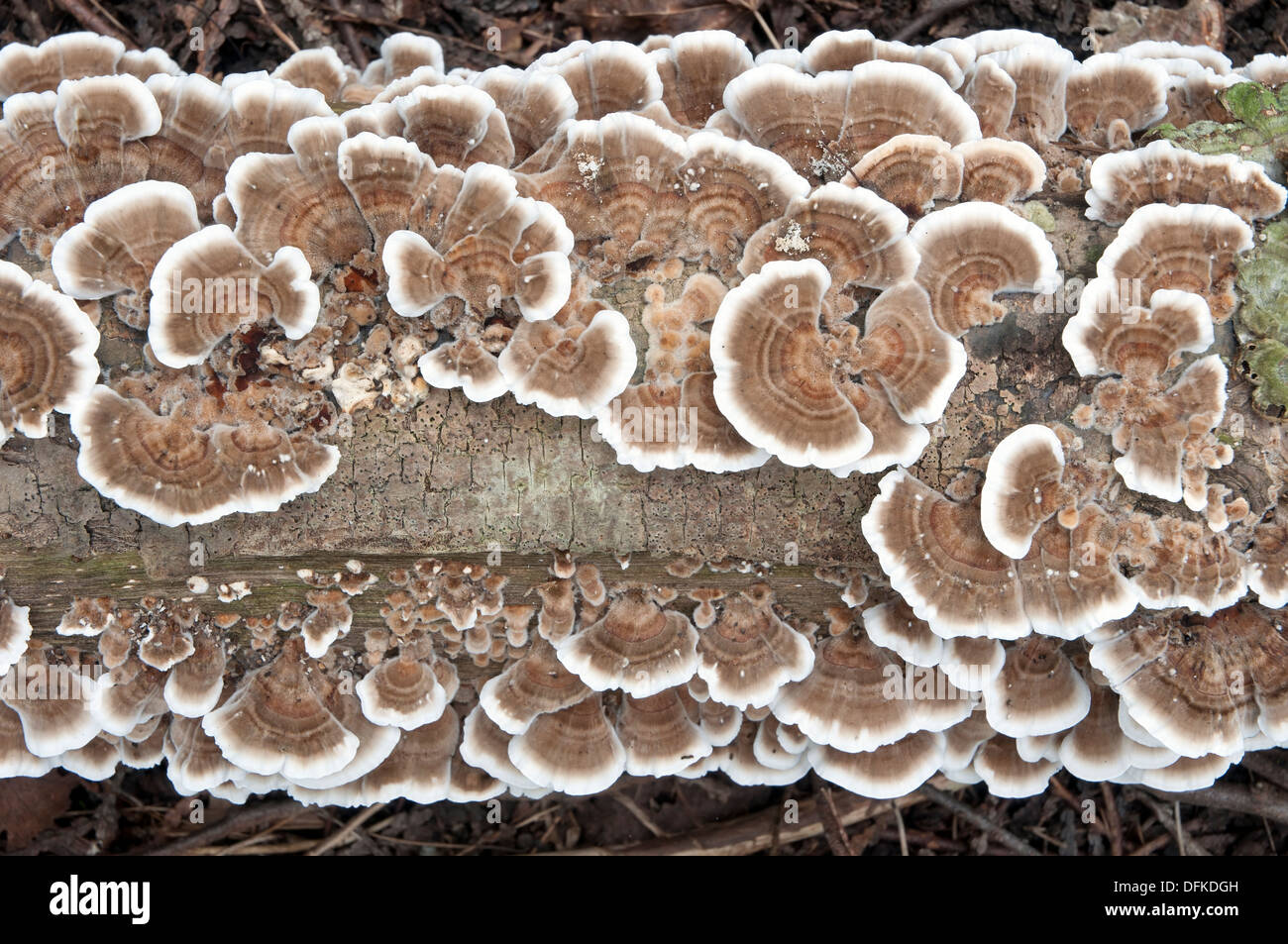 Testa a fungo ad albero, staffa funghi, scaffale funghi Foto Stock