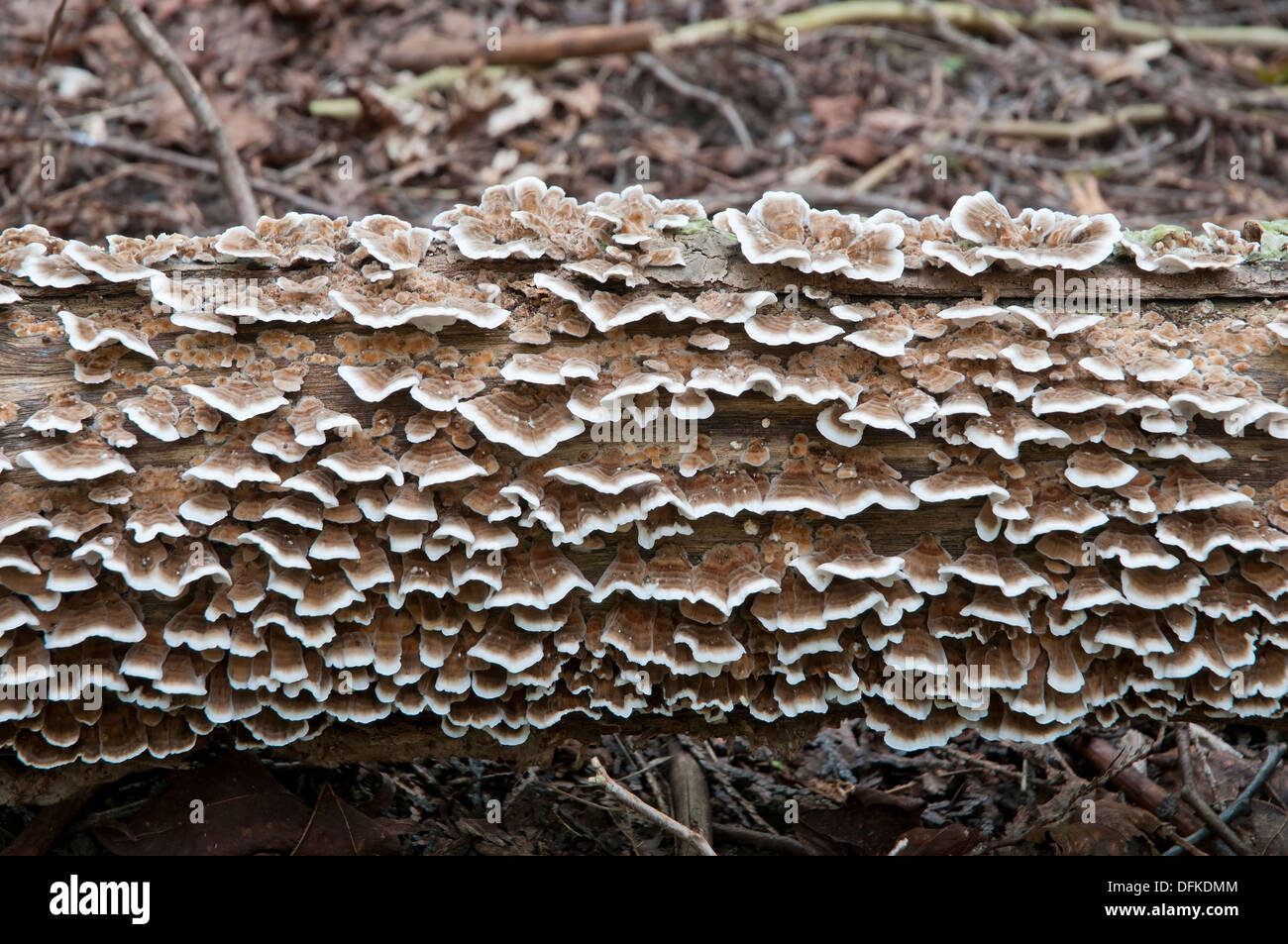 Testa a fungo ad albero, staffa funghi, scaffale funghi Foto Stock