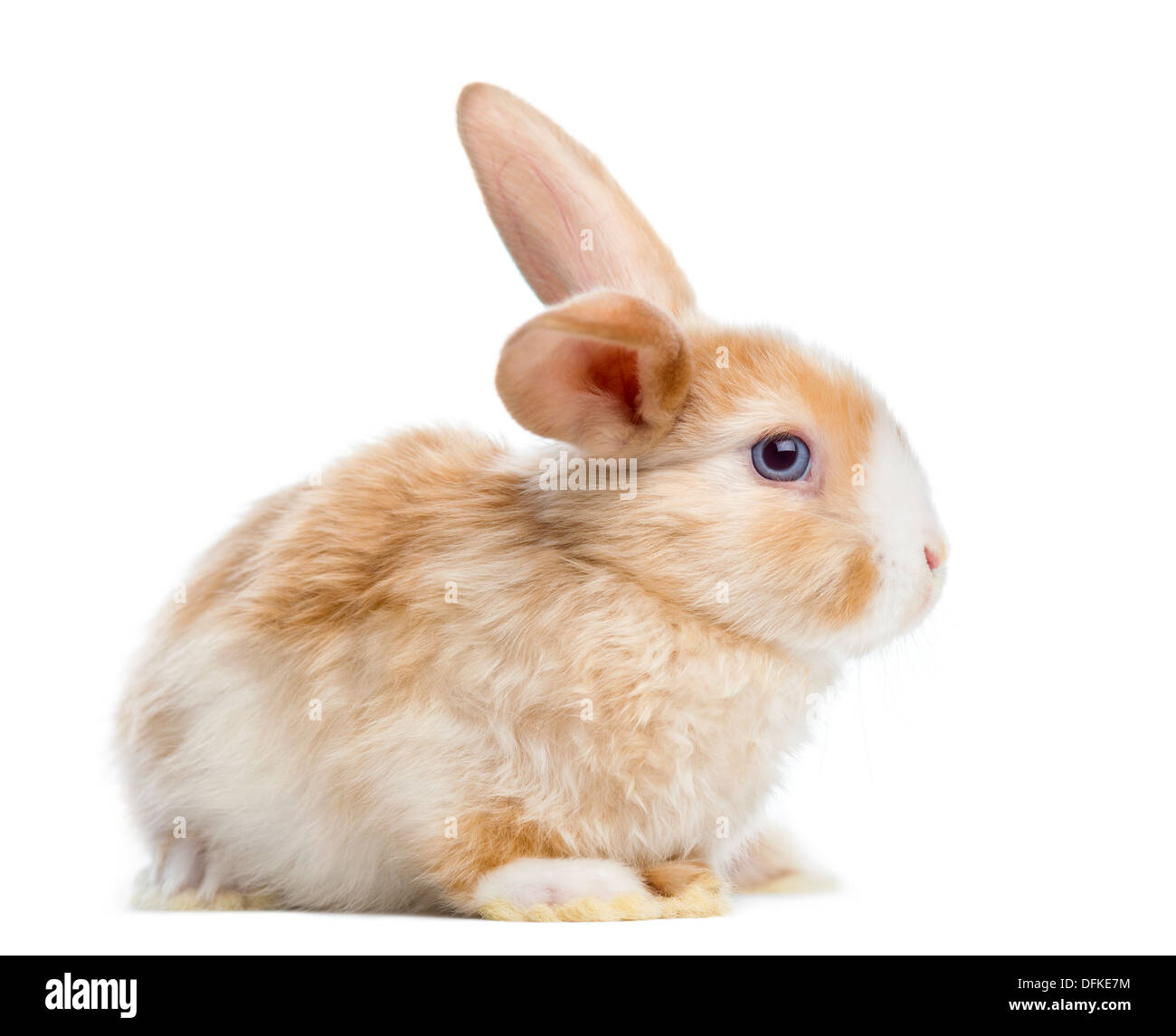 Satin Mini Lop rabbit contro uno sfondo bianco Foto Stock
