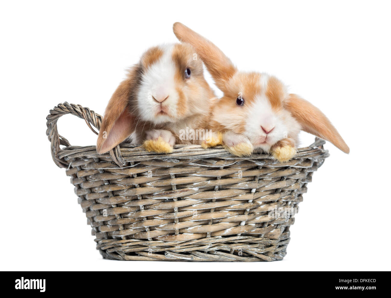 Due Satin Mini Lop conigli in un cesto di vimini contro uno sfondo bianco Foto Stock