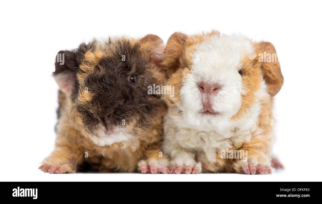 Baby Alapaca cavie, 1 giorni di età, contro uno sfondo bianco Foto Stock