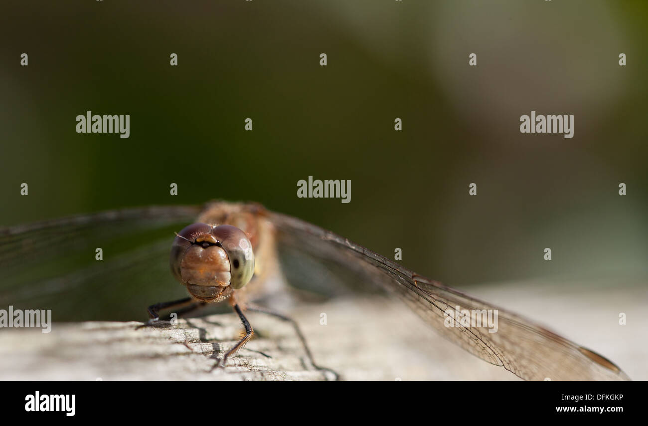 Comune immaturi darter Dragon Fly appena schiuse Foto Stock
