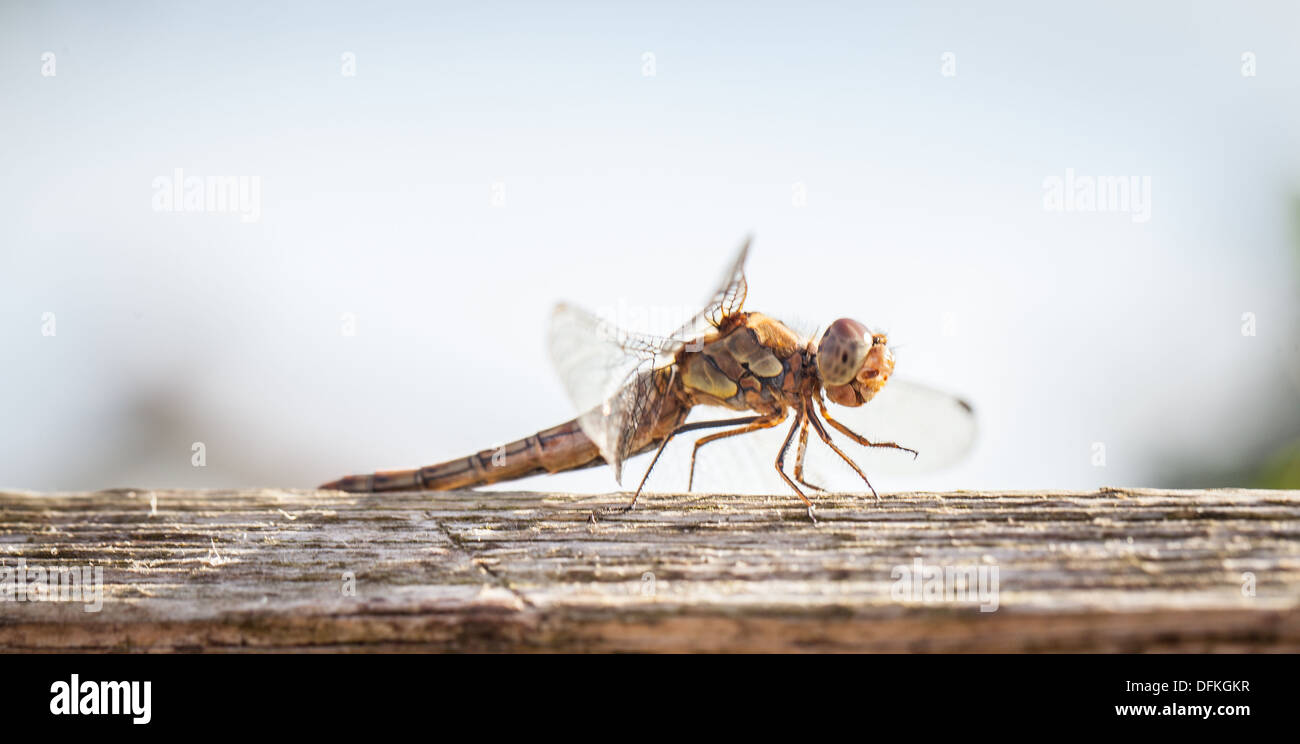 Comune immaturi darter Dragon Fly appena schiuse Foto Stock