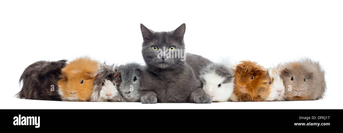 Le cavie con un gatto in una fila contro uno sfondo bianco Foto Stock