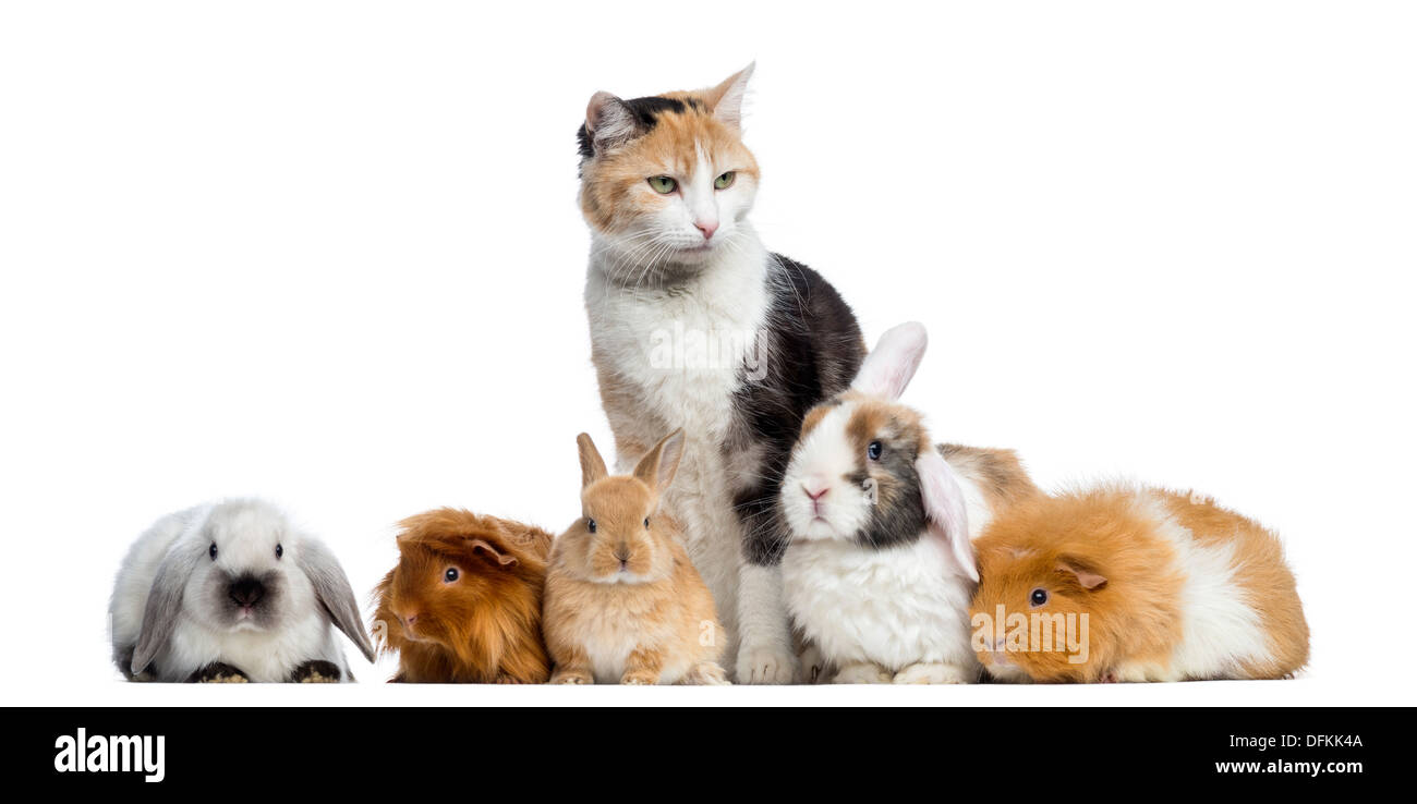European Shorthair cat con Conigli e cavie in fila contro sfondo bianco Foto Stock