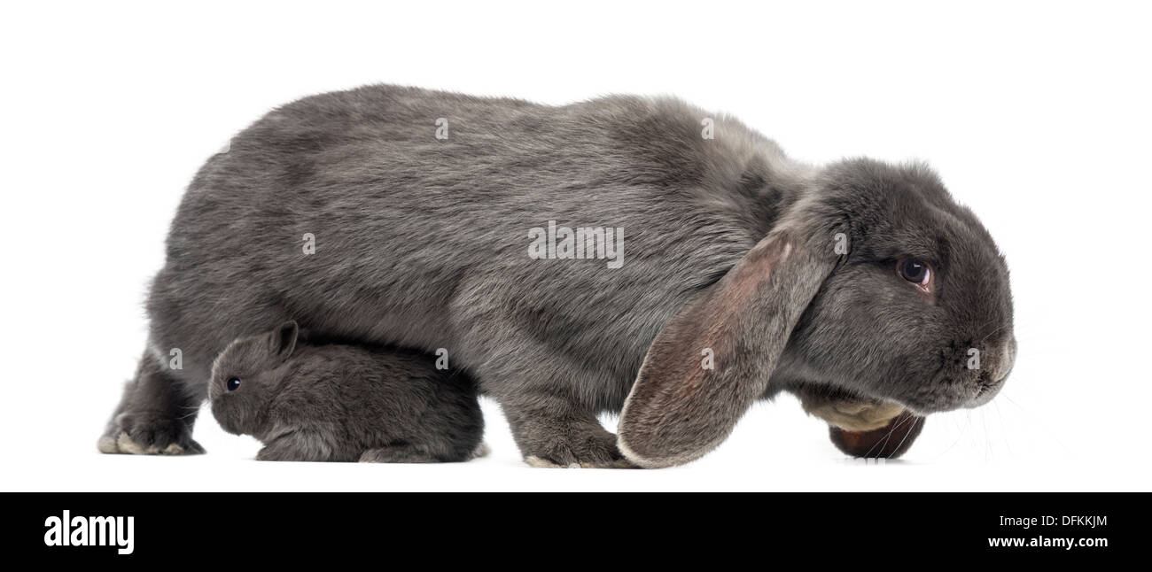 Vista laterale di un lop-eared il coniglio e il coniglio giovane contro uno sfondo bianco Foto Stock
