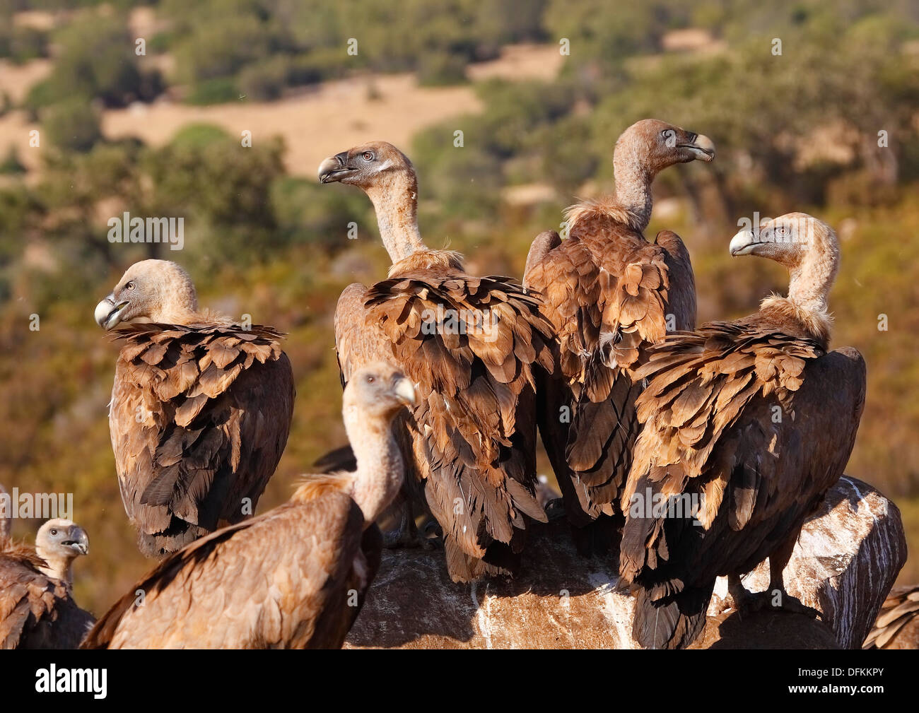 Gli avvoltoi mangiare sul letamaio Foto Stock