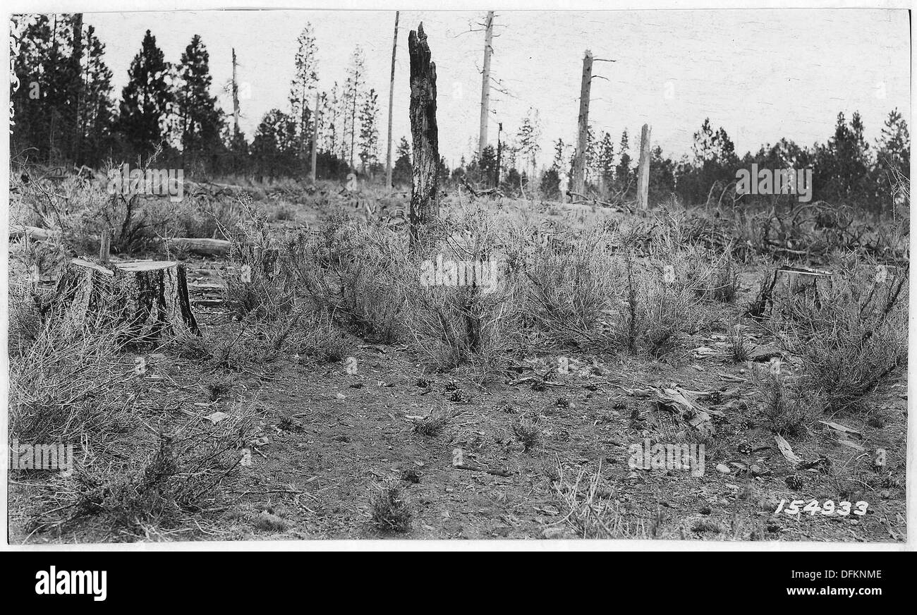 Questa immagine mostra i tipi di navigazione disconnessi pesantemente pascolati dalle capre Angora nella Deschutes National Forest, Bend, Oregon, nel 1920. Esso riflette le pratiche di gestione del territorio e l’impatto del pascolo sulla vegetazione durante questo periodo. Foto Stock