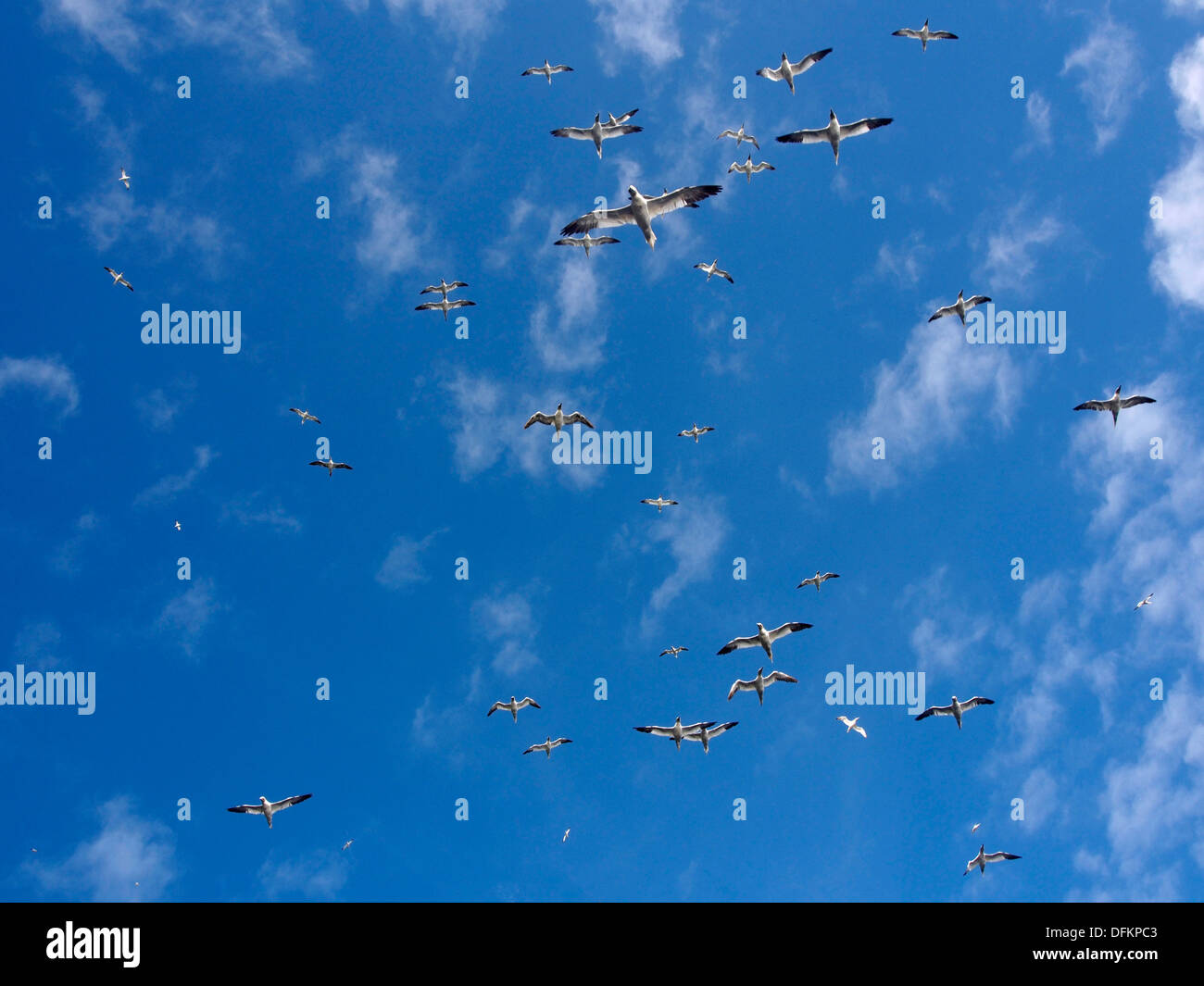 Le sule, Boreray, St Kilda, Scozia Foto Stock