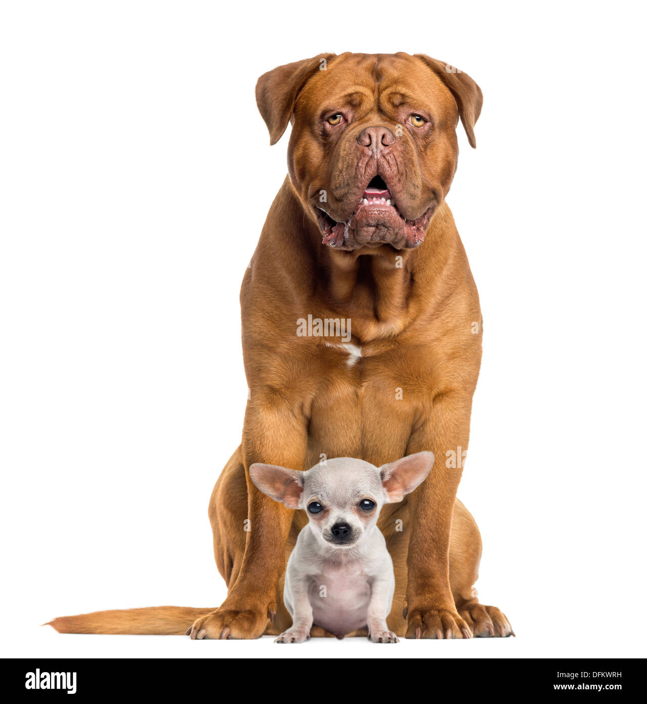 Dogue de Bordeaux e baby Chihuahua seduti contro uno sfondo bianco Foto Stock