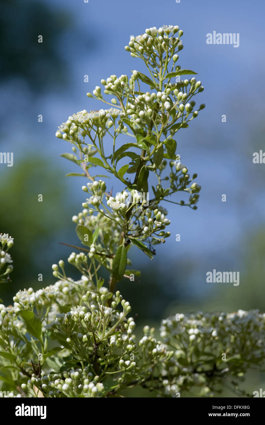 Firethorn, pyracantha coccinea Foto Stock