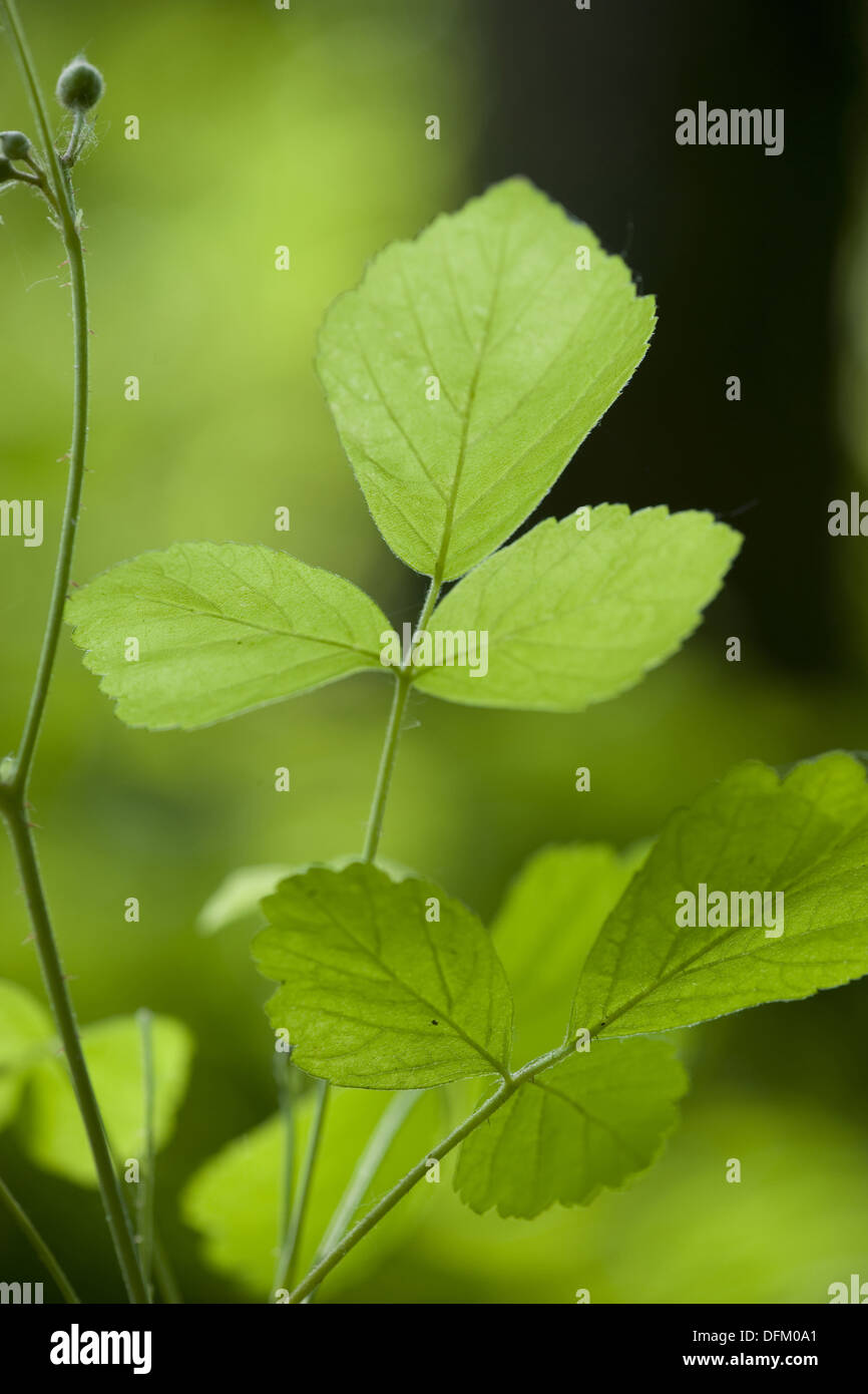 Unione dewberry, Rubus caesius Foto Stock