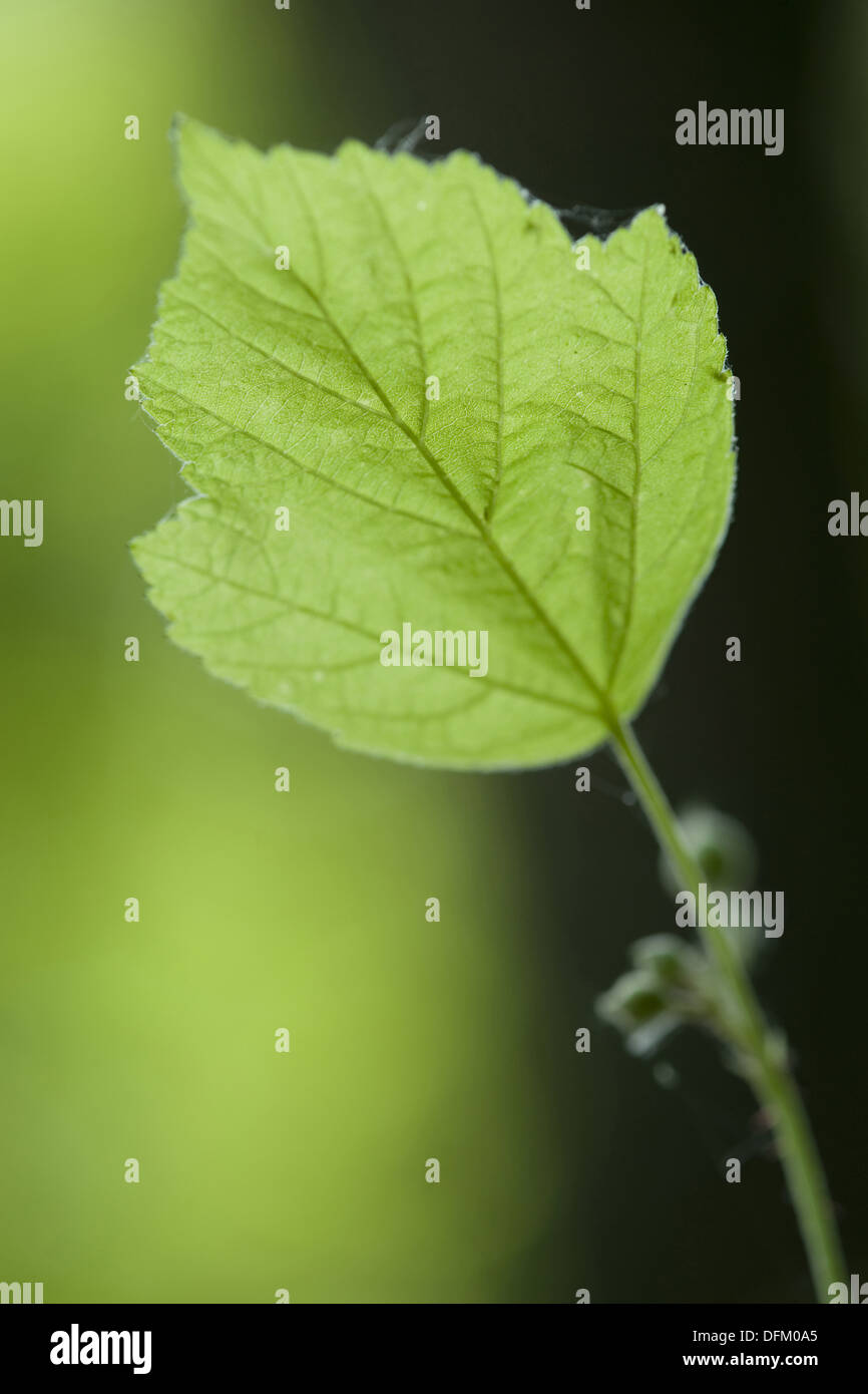Unione dewberry, Rubus caesius Foto Stock