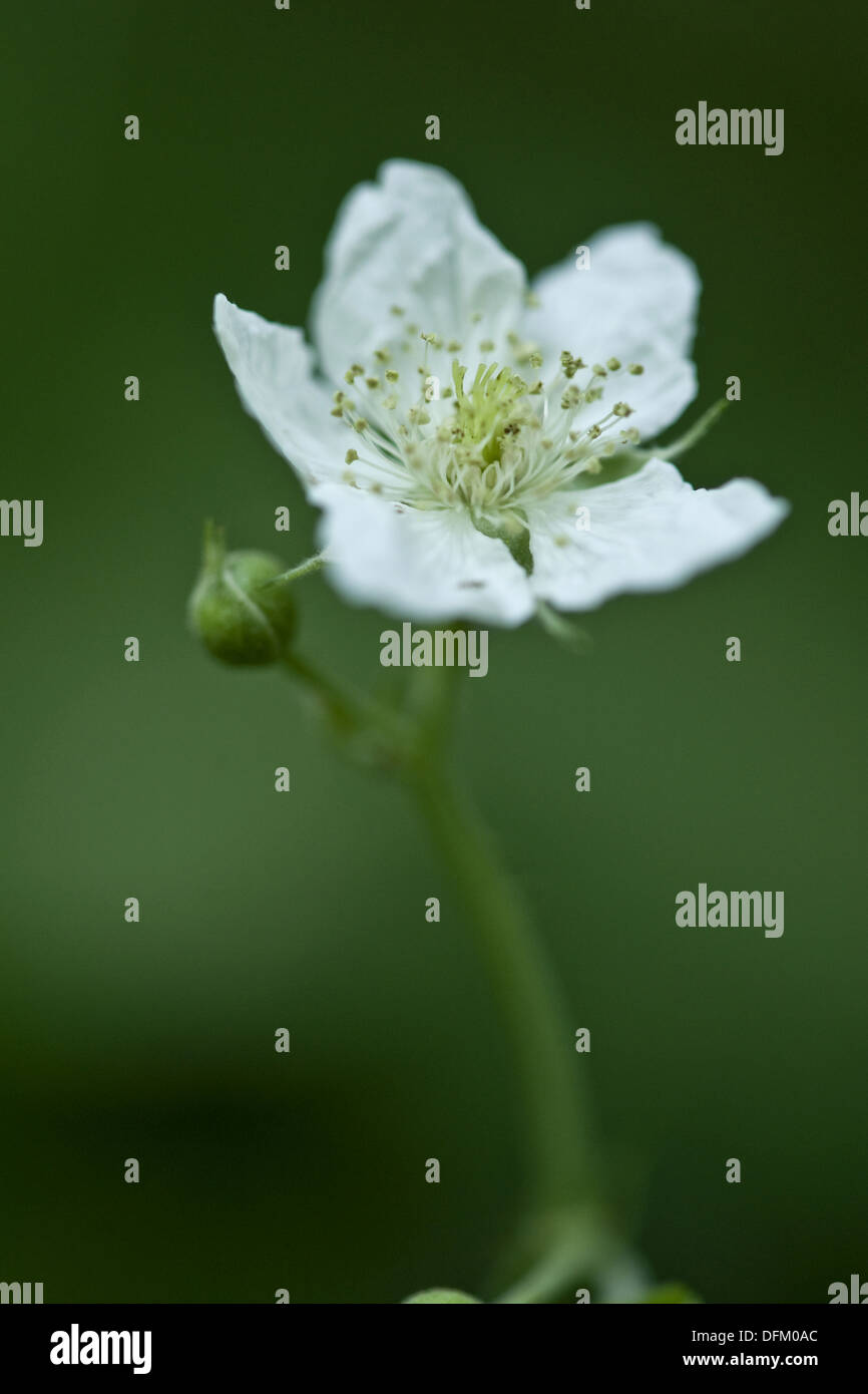 Unione dewberry, Rubus caesius Foto Stock