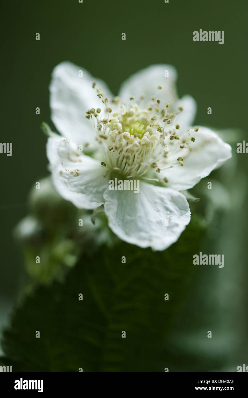 Unione dewberry, Rubus caesius Foto Stock