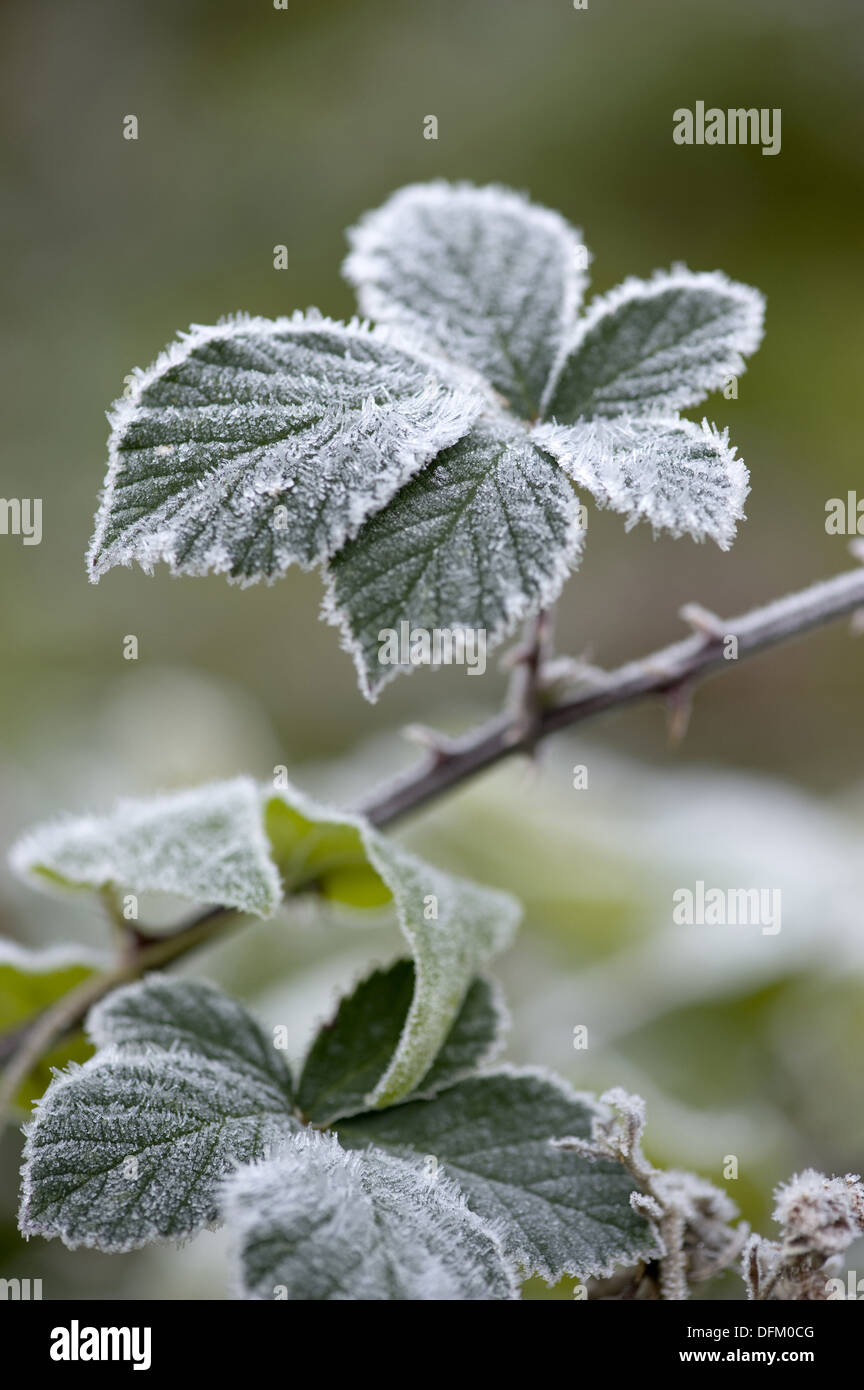 Blackberry, Rubus fruticosus Foto Stock