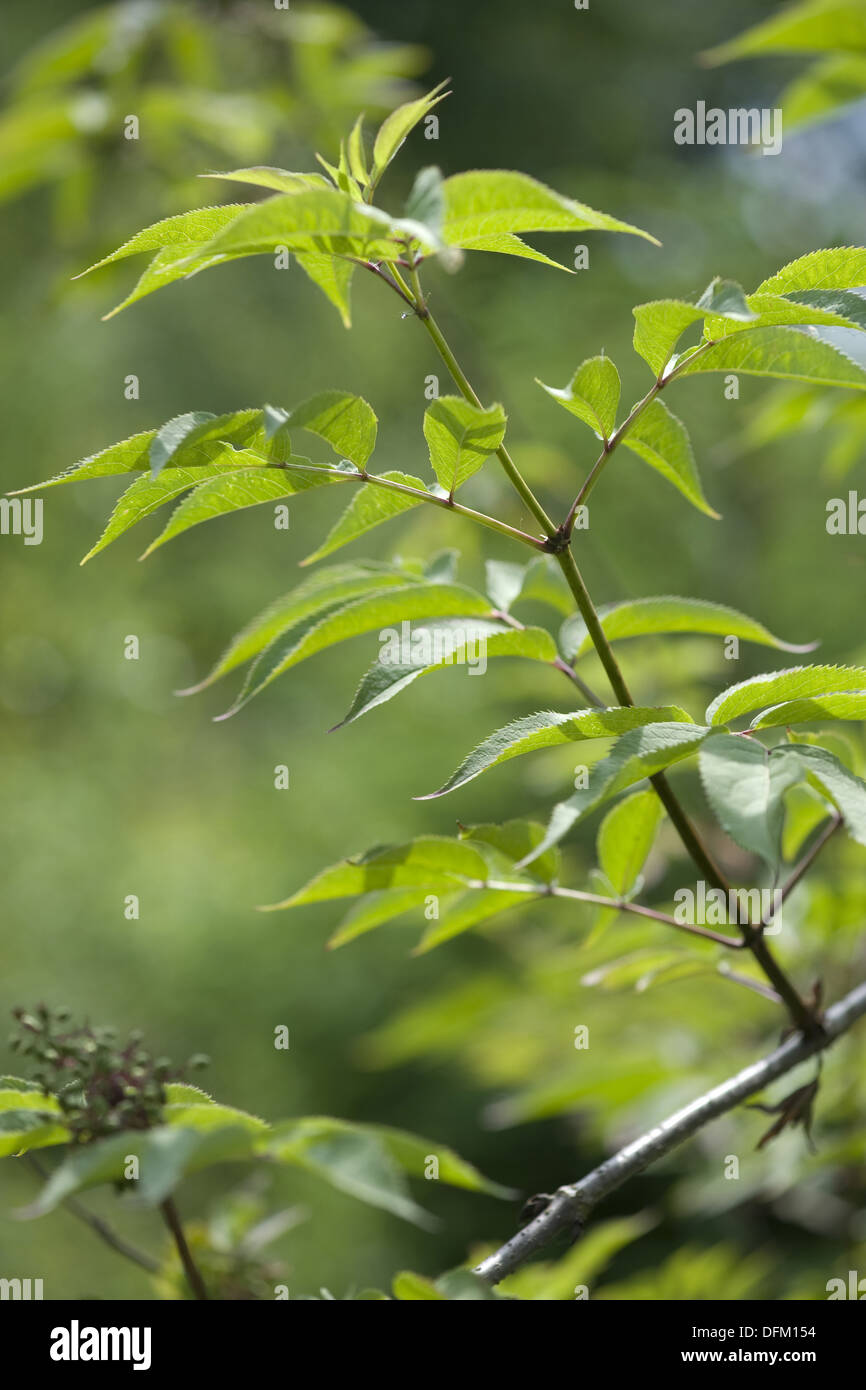 Rosso sambuco, sambucus racemosa Foto Stock