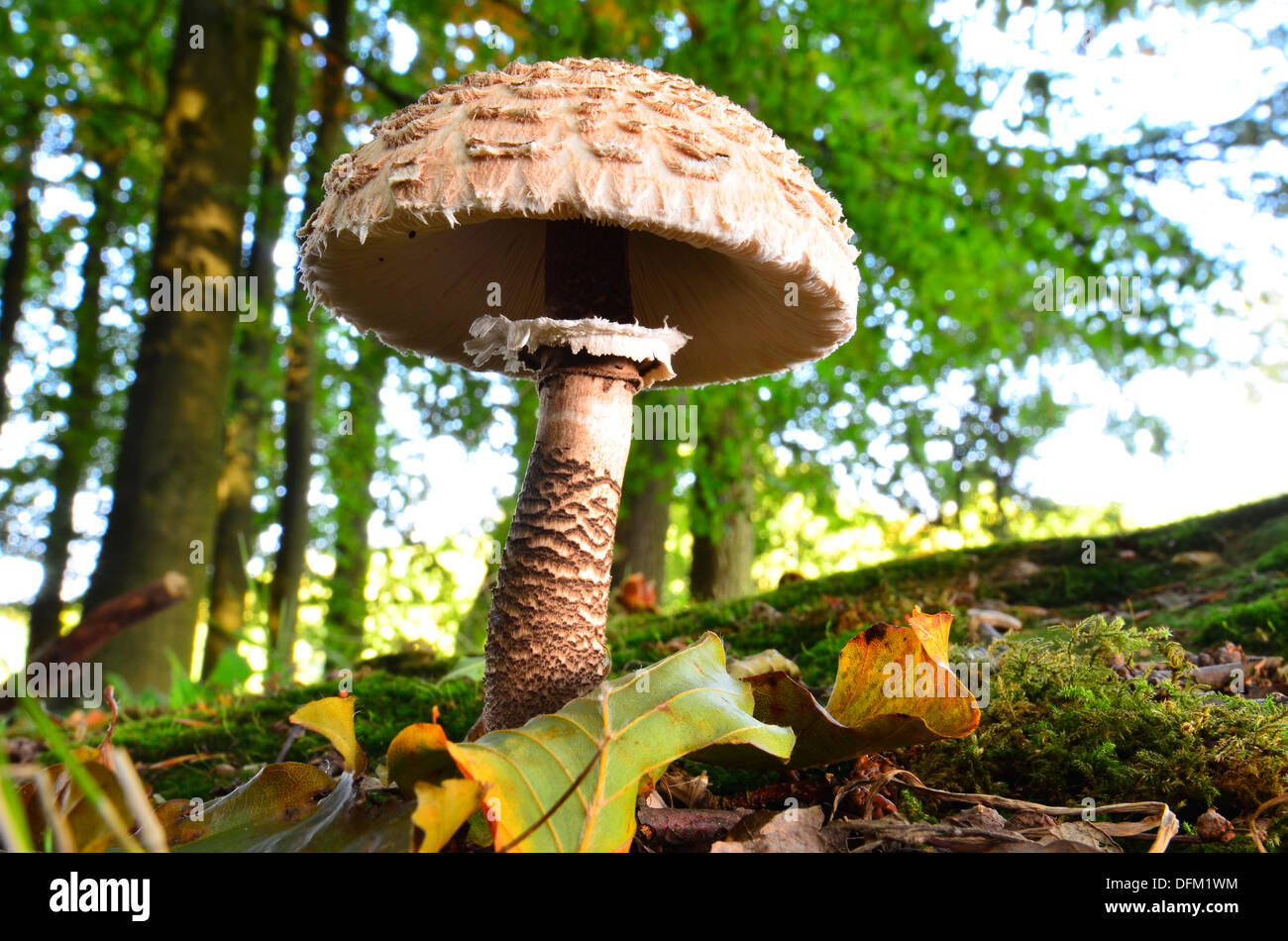 Parasol (fungo Macrolepiota procera) sul suolo della foresta, Chiltern Hills, Buckinghamshire, Inghilterra Foto Stock