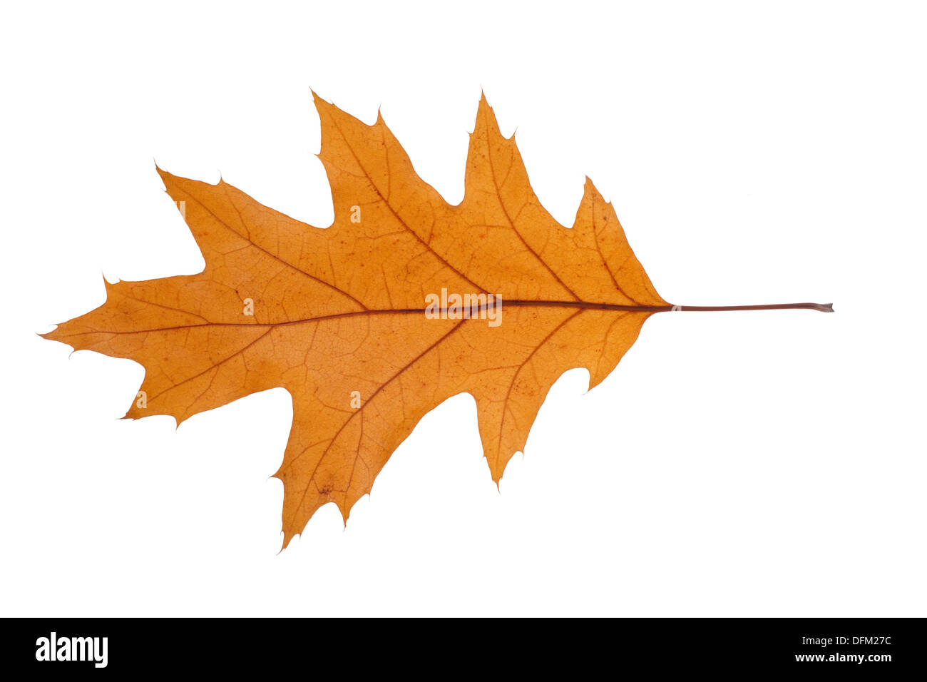 Secco foglie di quercia, foto sullo sfondo bianco Foto Stock