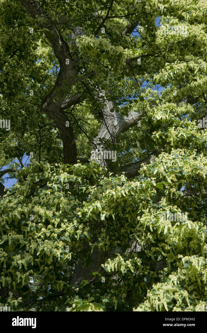 Grandi lasciava in linden, tilia platyphyllos Foto Stock