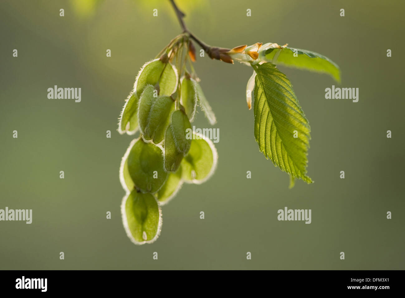 Bianco europeo olmo, Ulmus laevis Foto Stock