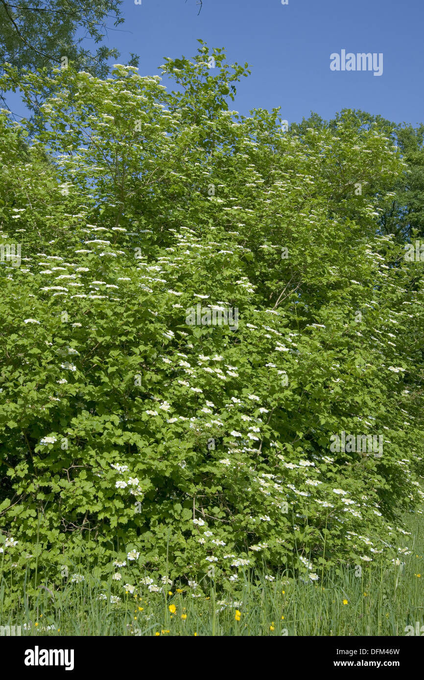 Viburno rose, viburnum opulus Foto Stock