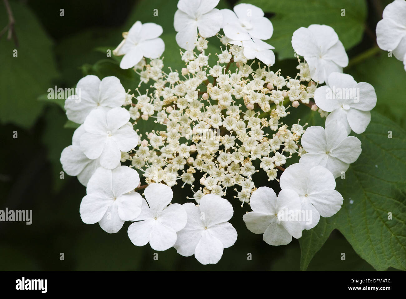 Viburno rose, viburnum opulus Foto Stock